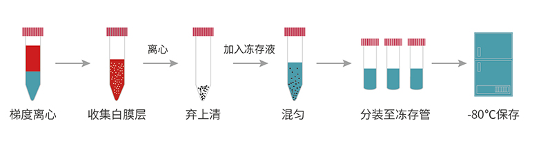 /ueditor/image/2021/12/03/9b50594ba80005234563ed34d0a8b64b.jpg 顶点PBMC快速冻存液流程图.jpg